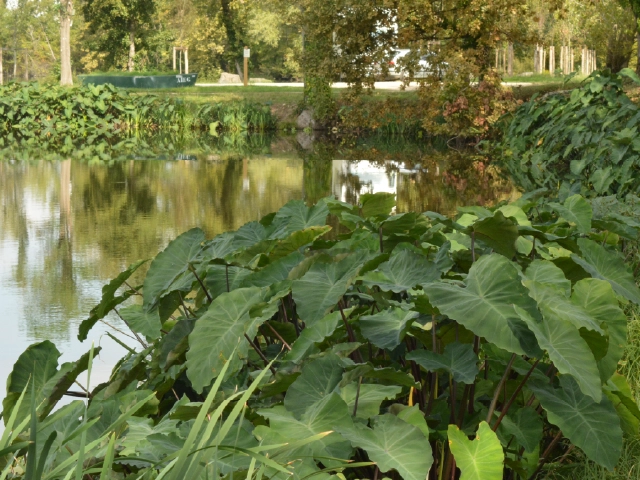 Colocasia esculenta