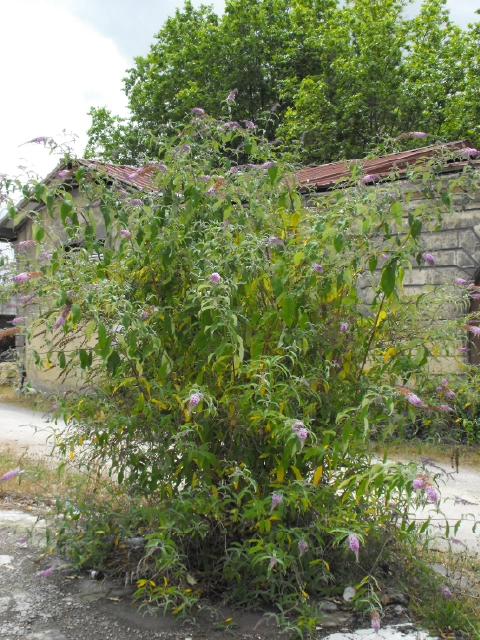 Buddleja davidii