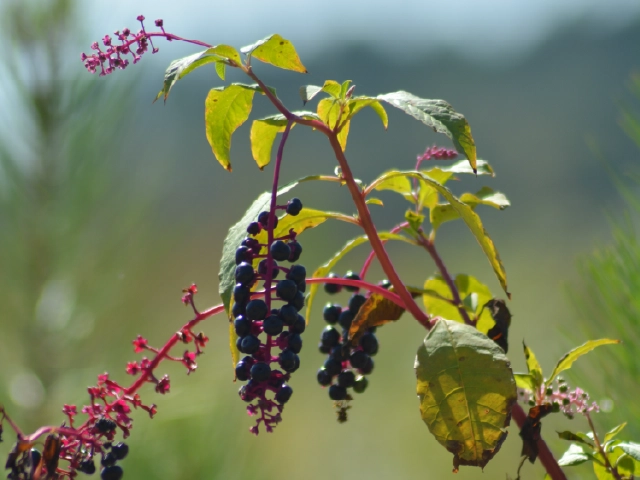 Phytolacca americana