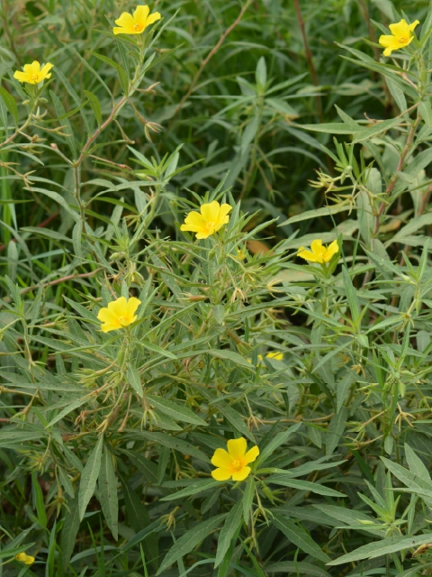 Ludwigia grandiflora