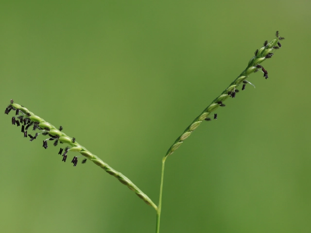 Paspalum distichum