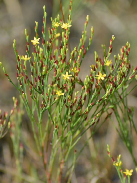 Hypericum gentianoides
