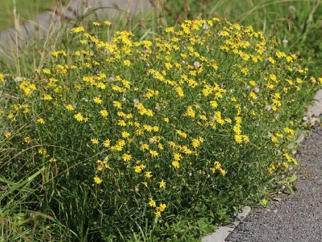 Senecio inaequidens