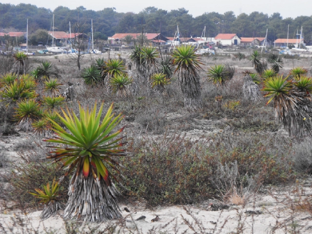 Yucca gloriosa